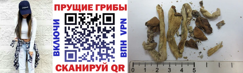 купить  сайты  Магас  Псилоцибиновые грибы ЛСД 